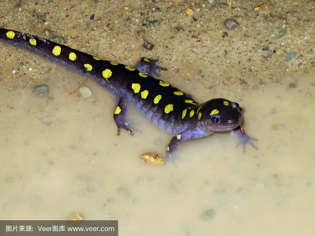 微笑斑点蝾螈-斑纹钝口螈