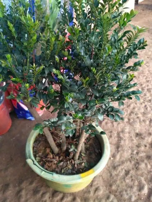 客厅养盆小叶紫檀,高贵典雅,香气怡人,还能净化空气