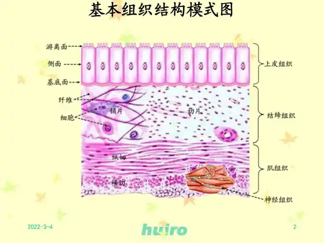 第二章结缔组织