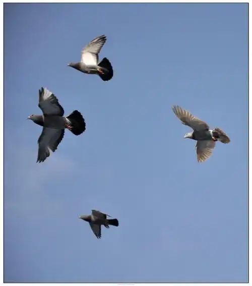 学拍信鸽(2). 飞翔.