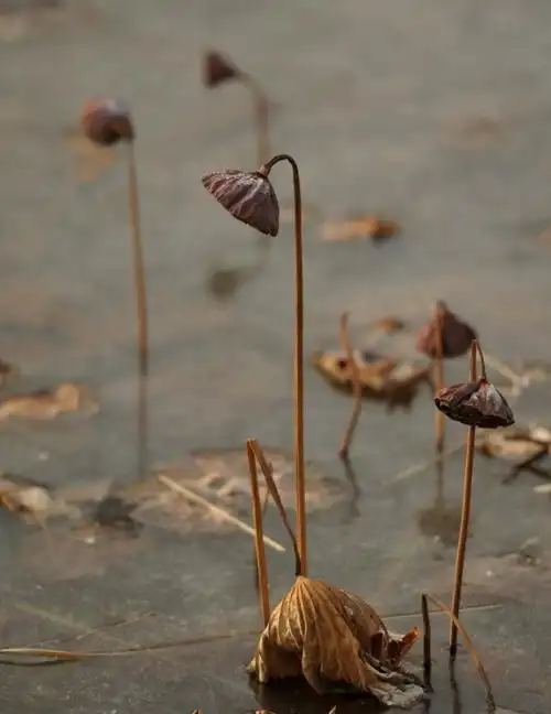 风景枯莲蓬