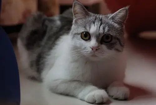 x大光比环境下的黑白花猫