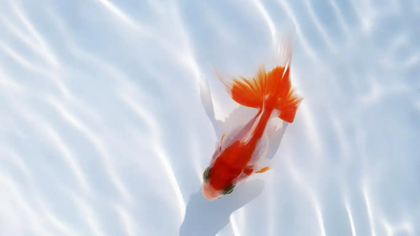 金鱼特写高清电脑壁纸