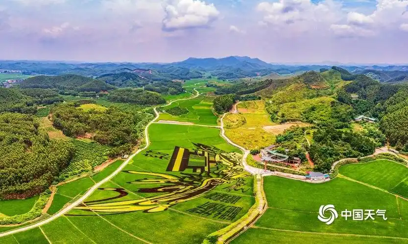 广西南宁宾阳县稻田画栩栩如生吸引游人打卡