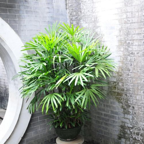 棕竹大植物重庆花卉办公室客厅室内盆栽观叶绿植净化空气除甲醛