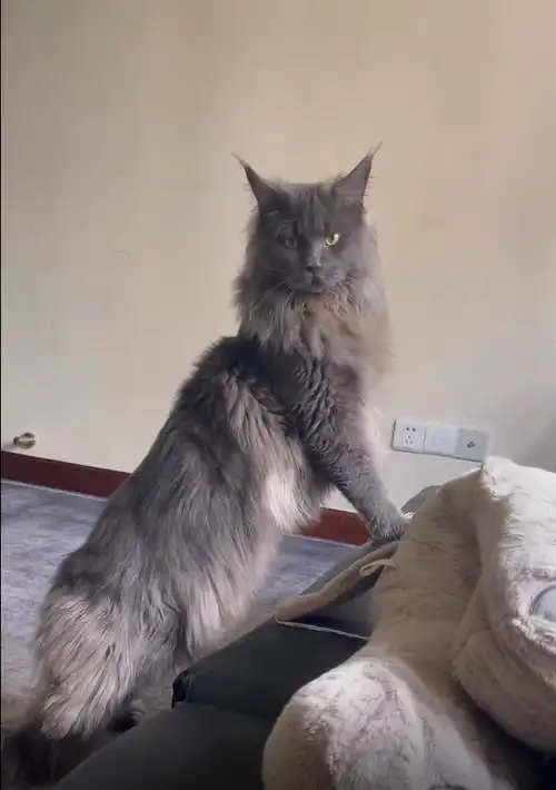 新闻动态_遇见缅因猫舍-缅因猫-缅因猫舍-长沙猫舍-正规猫舍