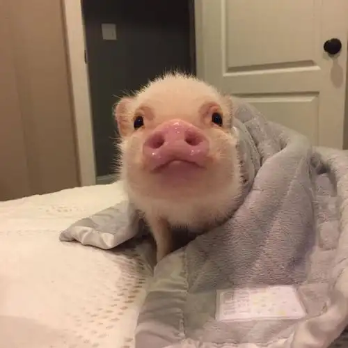 猪猪头像