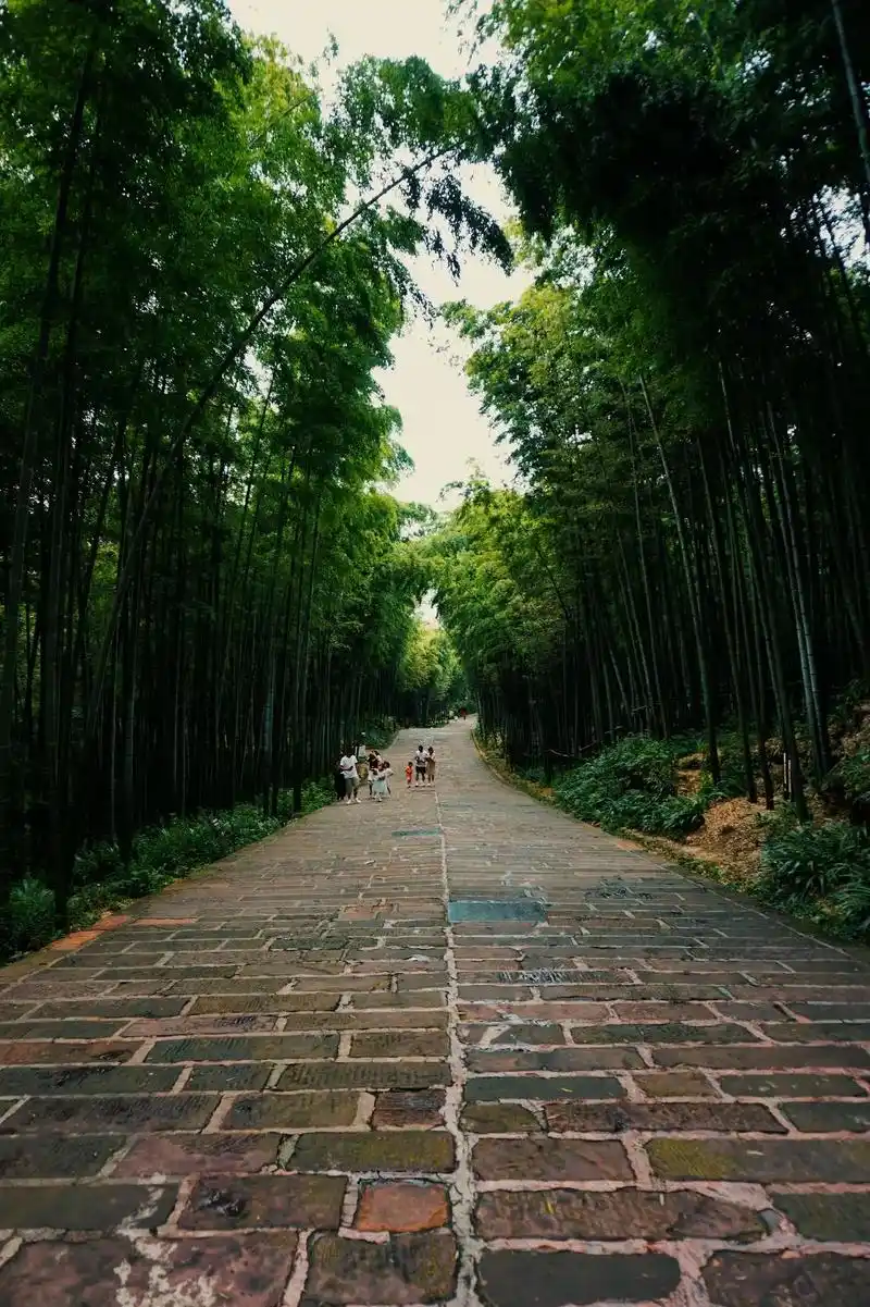 宜宾真是泰裤辣!【地图君友情出演】不得不说蜀南竹海真的 - 抖音