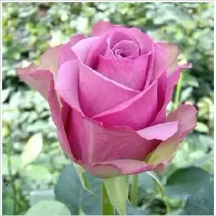 冷美人_云南玫瑰种苗/昆明月季苗批发/秋阳基地_金泉网