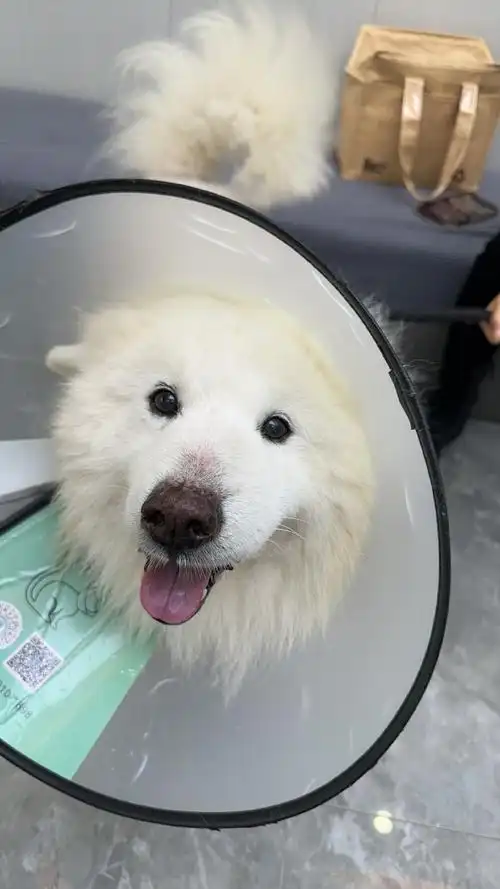 4月8日 | 深圳萨摩耶寻找领养寻找中转家庭!    "投稿!