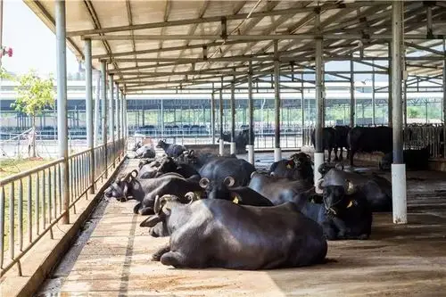 桂牛乳业的水牛小镇,是现现代标准化奶水牛养殖基地,奶水牛的饲喂作业
