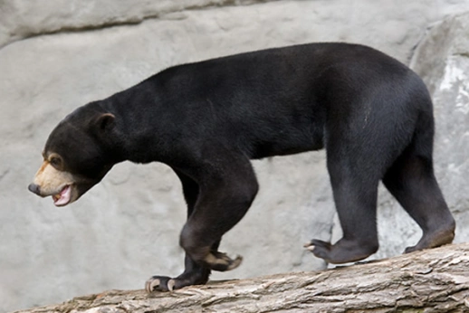 最小的熊之马来熊