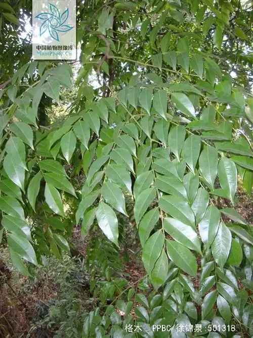 p>格木(拉丁文名: i>erythrophleum fordii /i> oliv.