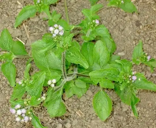 胜红蓟的功效与作用 胜红蓟的药用价值