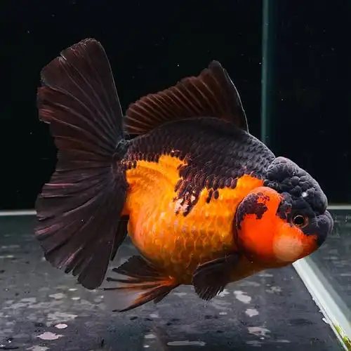 泰狮百褶裙苗原精品红白黑泰菠萝兰寿金鱼冷水鱼