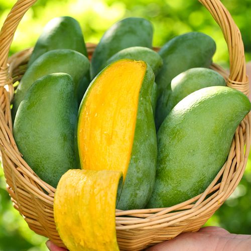 桂七芒果广西百色田东大桂七芒桂正宗现摘新鲜当季水果芒果礼盒装 9斤