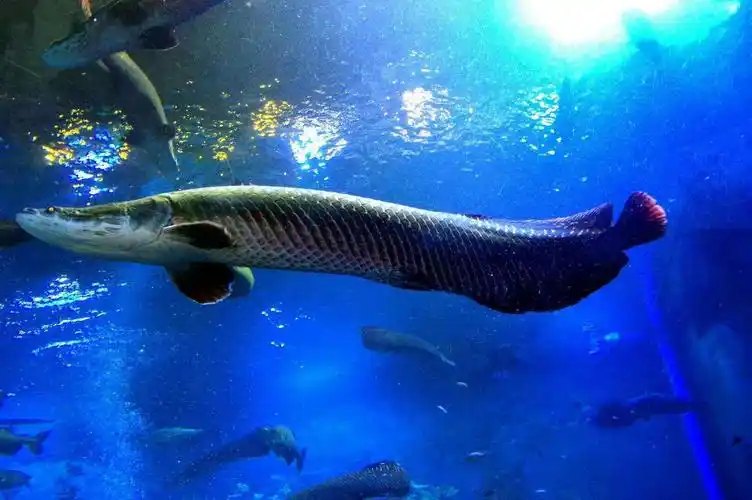 巨骨舌鱼(世界上最大的淡水鱼之一)_尚可名片