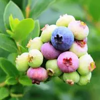 微信水果头像,水果蓝莓图片