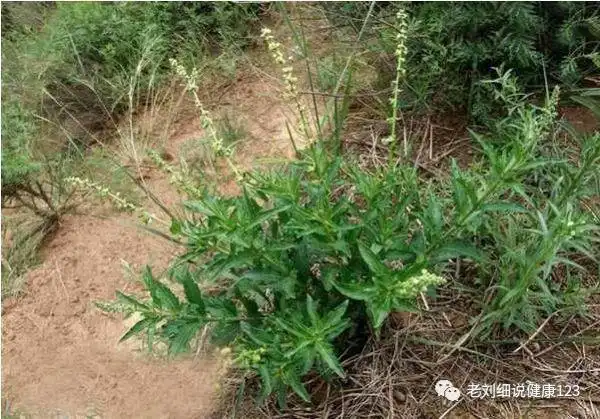 类风湿性关节炎外敷中药配方