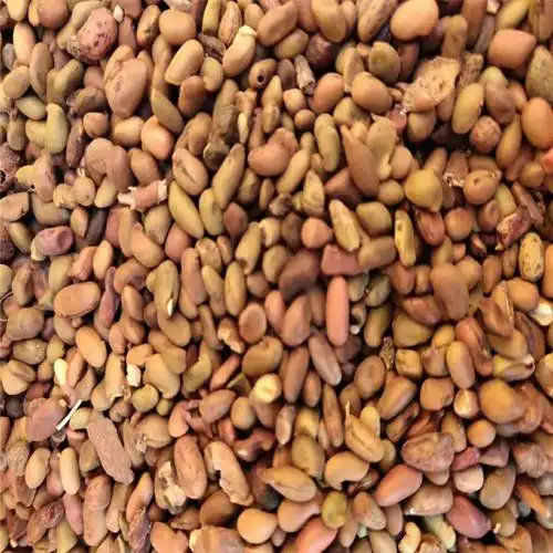 东北柠条种子厂家直销价格多少钱