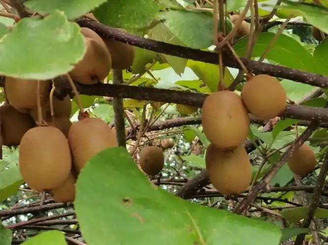 仙居谷坦水库野生猕猴桃