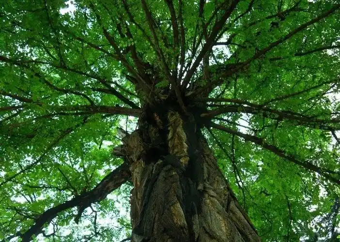 你家周围一定要种这5种树!会给你带来好运 住宅堪舆