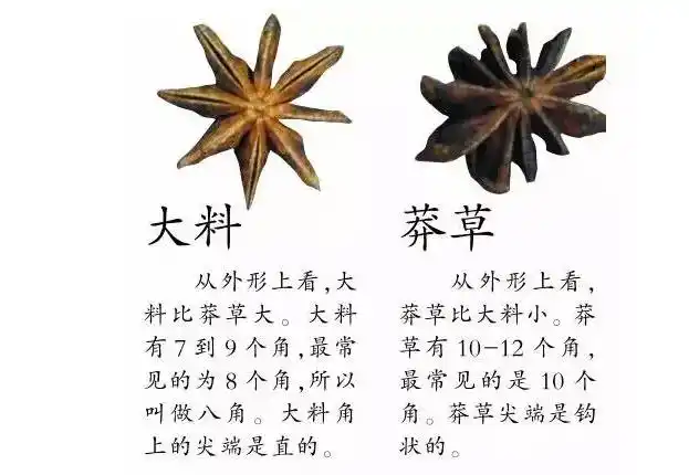 真假八角如何分辨