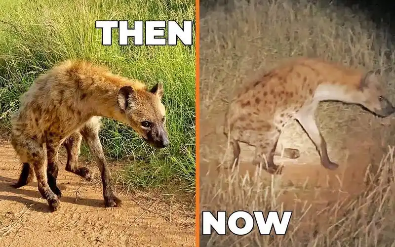 【动物观察日记】狗坚强!2条腿的斑鬣狗还活着!