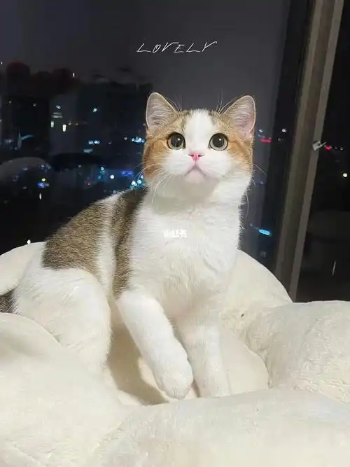 英短金渐层加白小猫咪稀有色小可爱