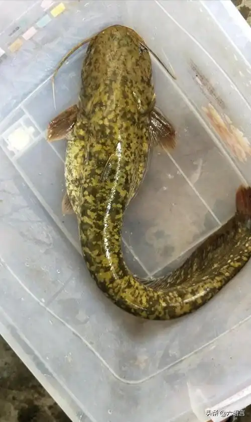 这是野生鲶鱼  还不能吃?