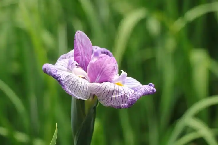 菖蒲花