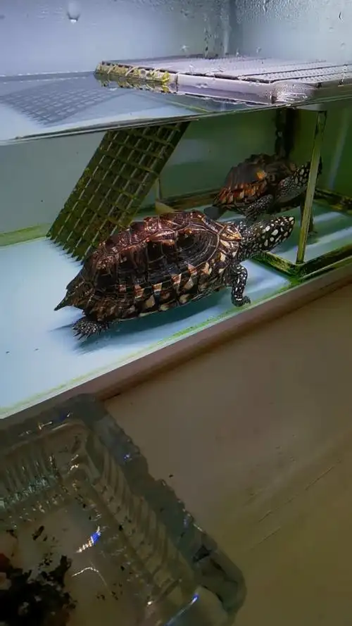 斑点池龟#宠物龟#斑点池龟