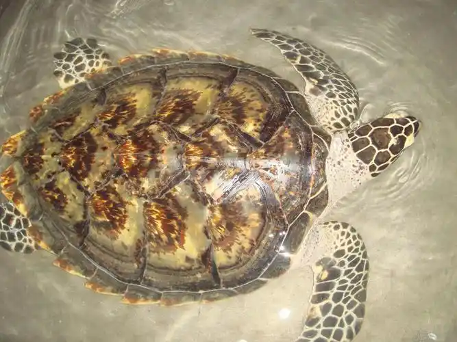 《本草纲目》水龟 玳瑁 鳖 蜗螺 蟹 | 介部| 李时珍|中医典籍