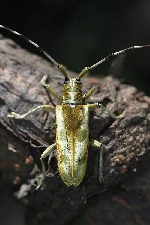 池田氏金毛天牛