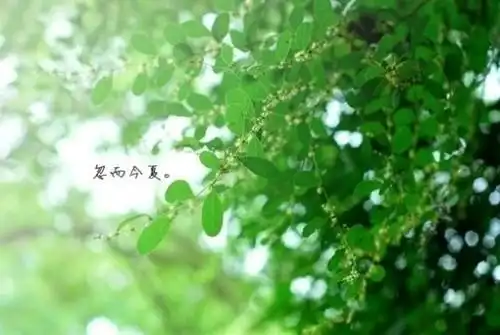 关于语文经典唯美语录