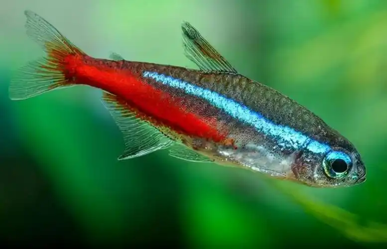 小型热带鱼品种大全图片(30种常见热带观赏鱼)