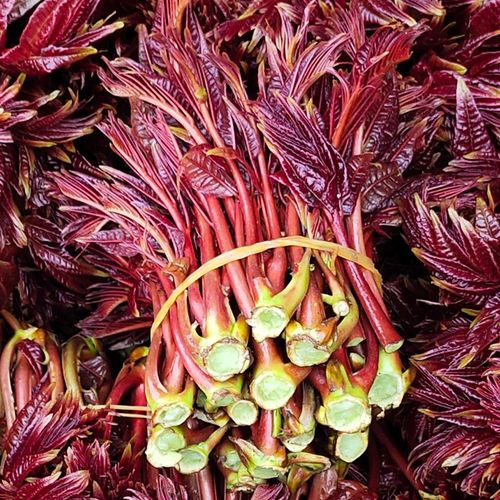 9东北野生山菜刺嫩芽 新鲜刺老芽山野菜刺龙芽250克4份包邮顺丰已售