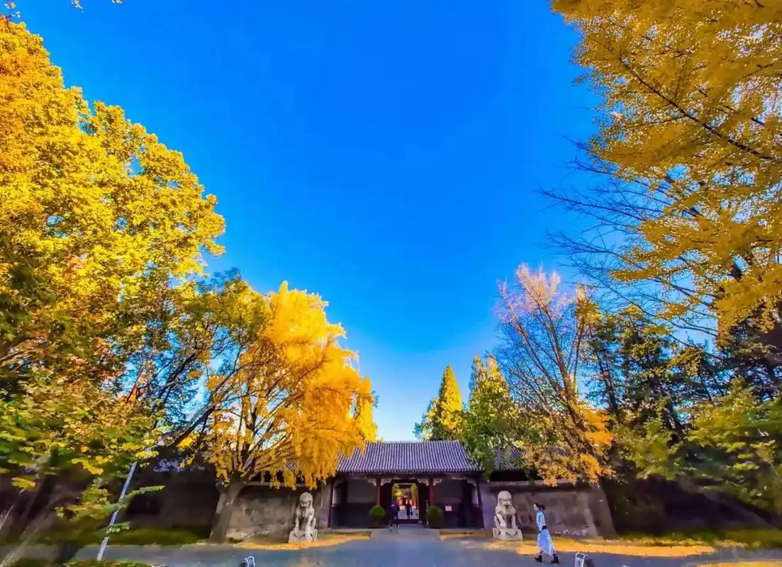 深秋的清华园多么唯美#人间仙境美如画 #清华大学美景  - 抖音