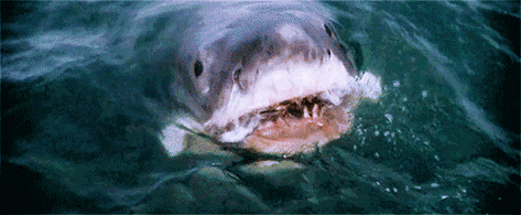 去死吧恐怖鲨鱼张嘴牙gif动图_动态图_表情包下载_soogif