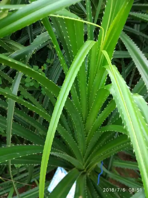 1梁文艺2陆炳科4杨坡论46李锦康52吴之鹏