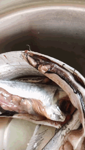 女子剖开鱼肚子,竟都是弯弯曲曲白色的.吃进肚子很危险!