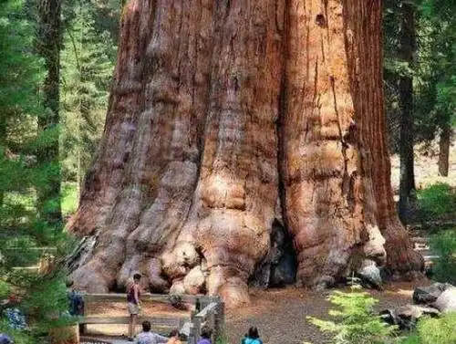 世界上最大的树 树龄超3500年当之无愧的树王