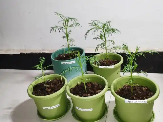 波斯菊打顶day42