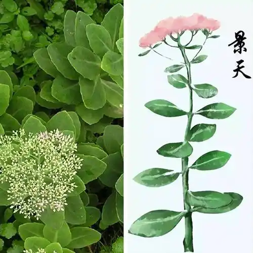 药名传情雪见景天紫萱长卿是谁的dna动了一