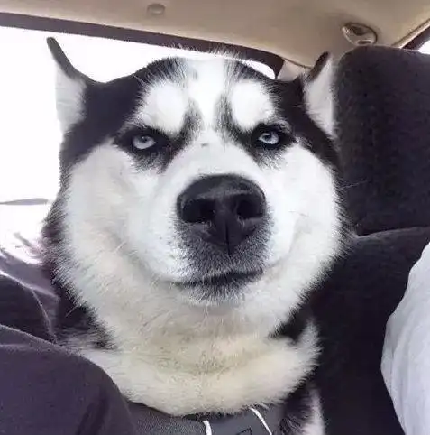 珍藏二哈搞笑图来一波这笑容太有魔性了