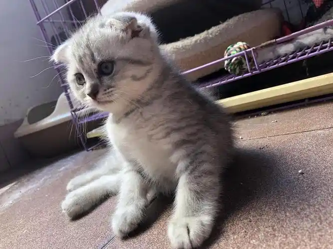 2个月银渐层小猫找新家