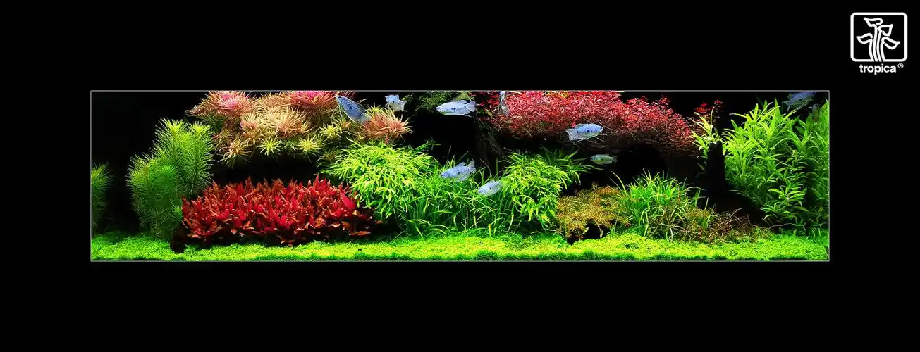 flickr高清水族造景欣赏荷兰式水草造景高清图片_水景堂