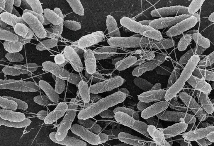 显微镜下的微生物