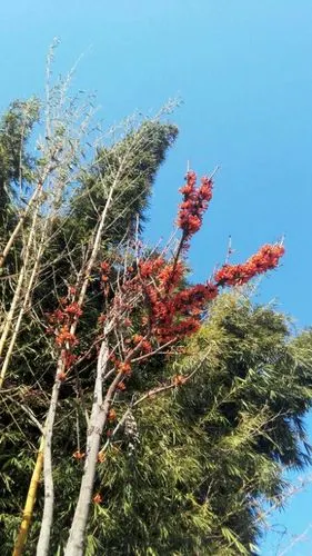 火烧花.当地百姓也叫炮杖花.光开花不长叶.