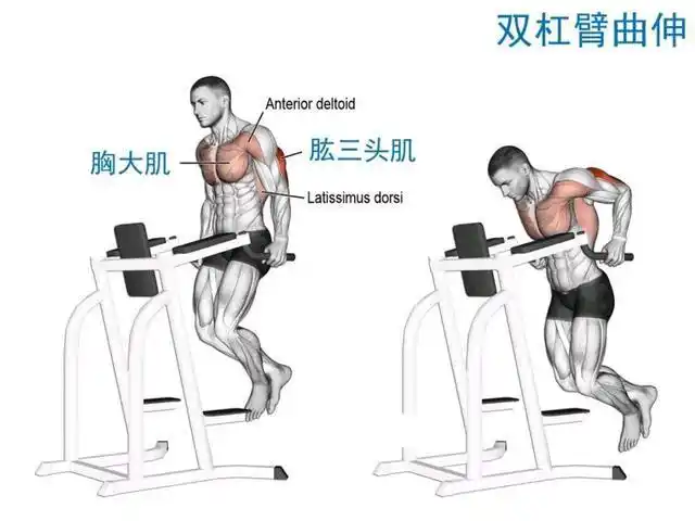 双杠臂屈伸,同一个动作,只需改变一个细节,就能练到多块肌肉